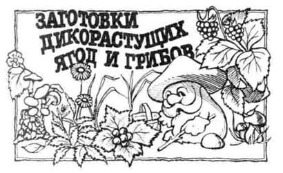 Заготовки дикорастущих ягод и грибов Заготовки дикорастущих ягод и грибов