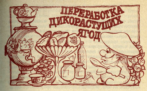 Переработка дикорастущих ягод Переработка дикорастущих ягод